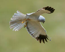 Hen Harrier