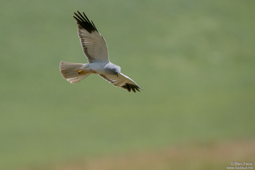 Busard Saint-Martinadulte nuptial, Vol, pêche/chasse