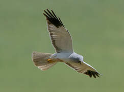 Hen Harrier