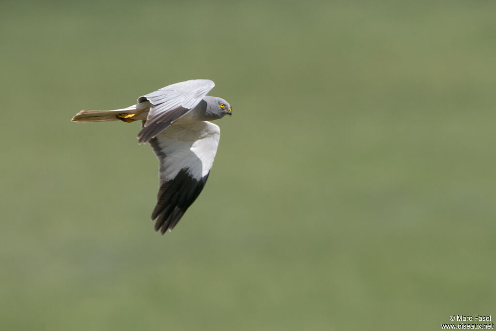 Hen Harrier male adult, Flight, fishing/hunting