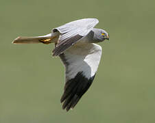 Hen Harrier