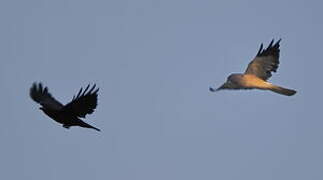 Hen Harrier