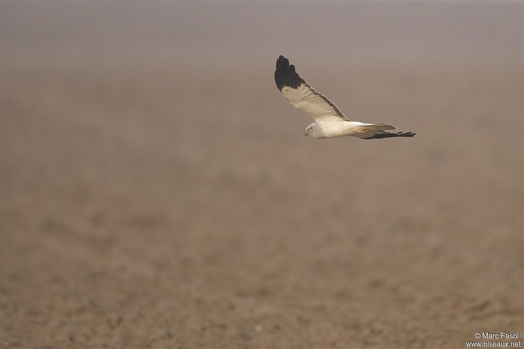 Hen Harrier male adult post breeding, Flight