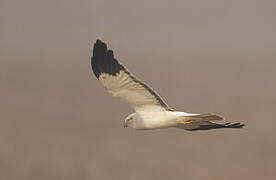 Hen Harrier