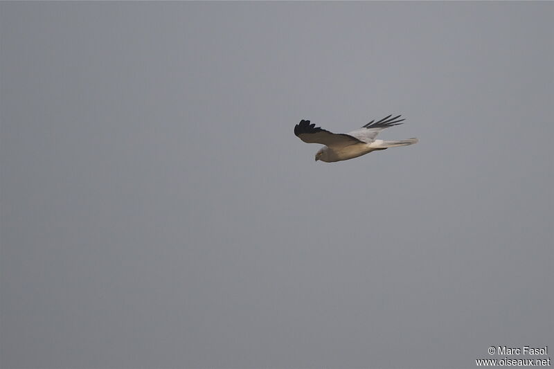Hen Harrier male adult post breeding, Flight