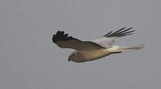 Hen Harrier