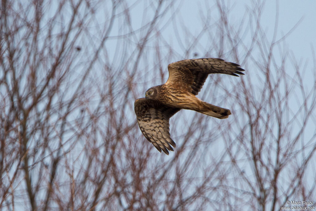 Hen Harrier female adult, Flight