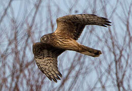 Hen Harrier