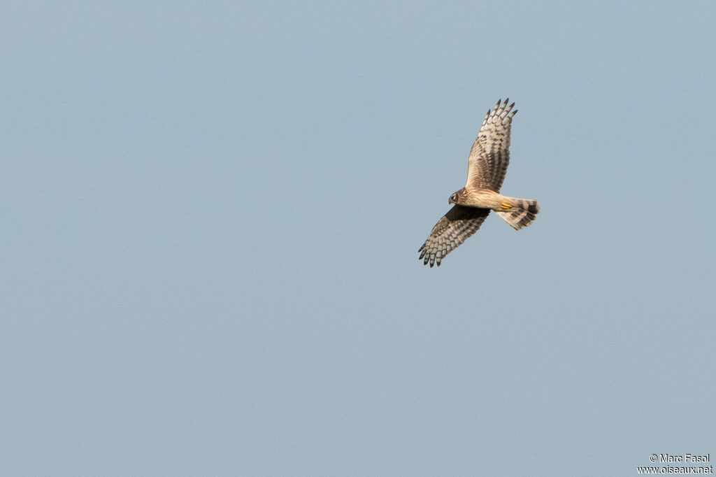 Hen Harrier female adult, Flight