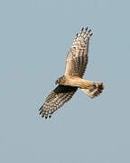 Hen Harrier