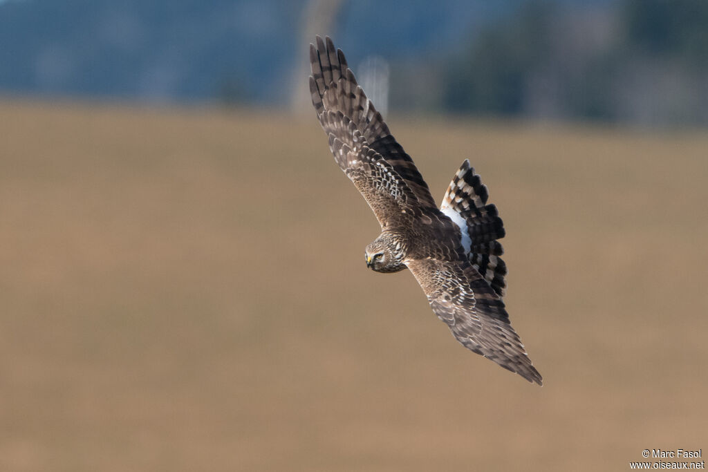 Hen Harrier female adult, Flight