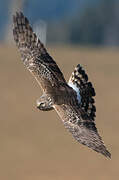 Hen Harrier