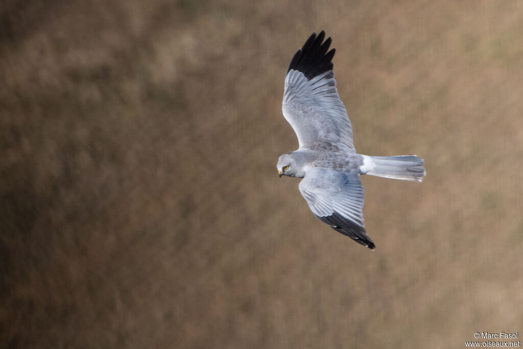 Hen Harrier male, Flight