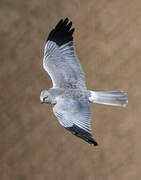 Hen Harrier