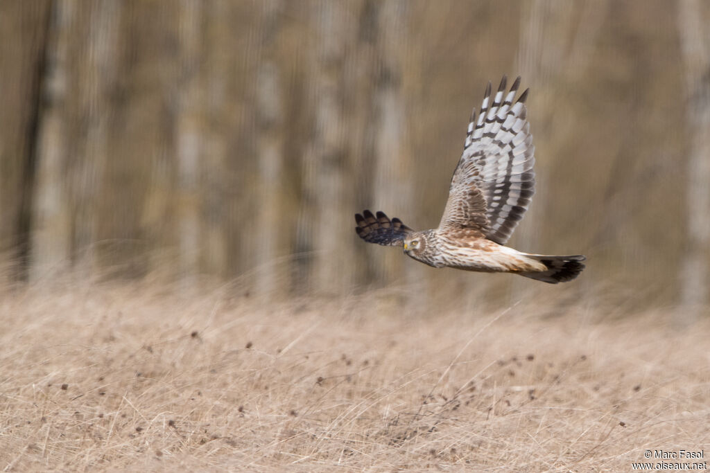 Hen Harrier female adult, Flight