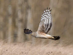 Hen Harrier