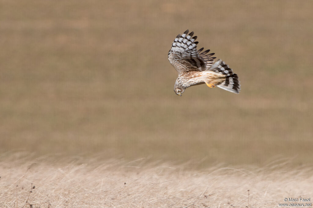 Hen Harrier female adult, Flight