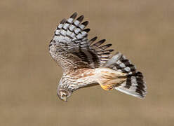 Hen Harrier