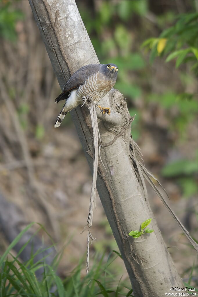 Roadside Hawkadult, identification, feeding habits