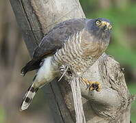 Roadside Hawk