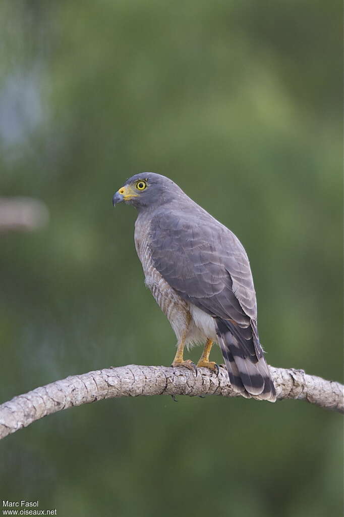 Roadside Hawkadult, pigmentation