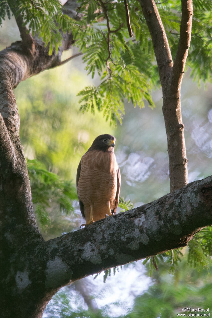 Roadside Hawkjuvenile, identification