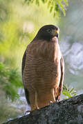 Roadside Hawk