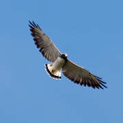 White-tailed Hawk