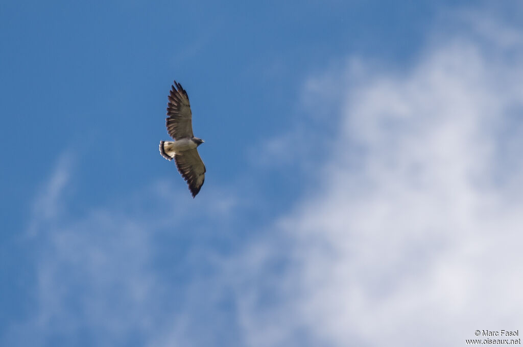 White-tailed Hawkadult, Flight