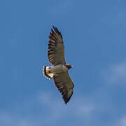 White-tailed Hawk