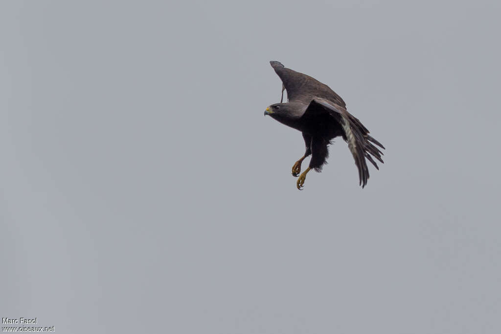 Short-tailed Hawkadult, pigmentation, Flight