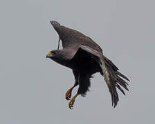 Short-tailed Hawk