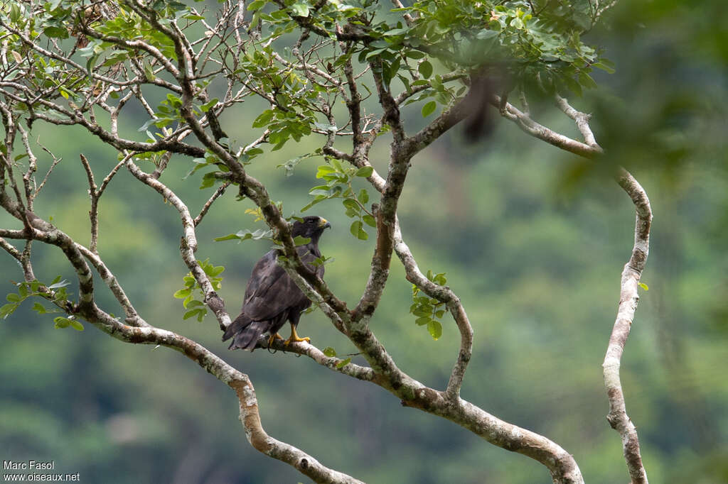 Short-tailed Hawkadult, identification