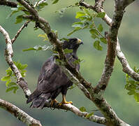 Short-tailed Hawk