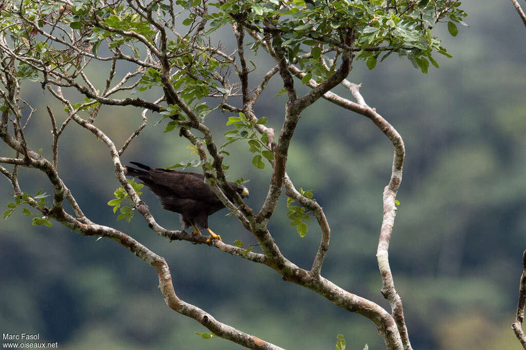 Short-tailed Hawkadult, habitat, pigmentation