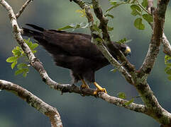 Short-tailed Hawk