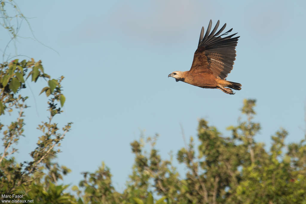 Black-collared Hawkadult, Flight