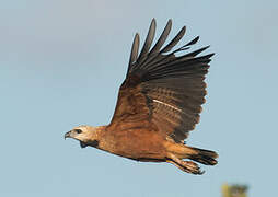 Black-collared Hawk