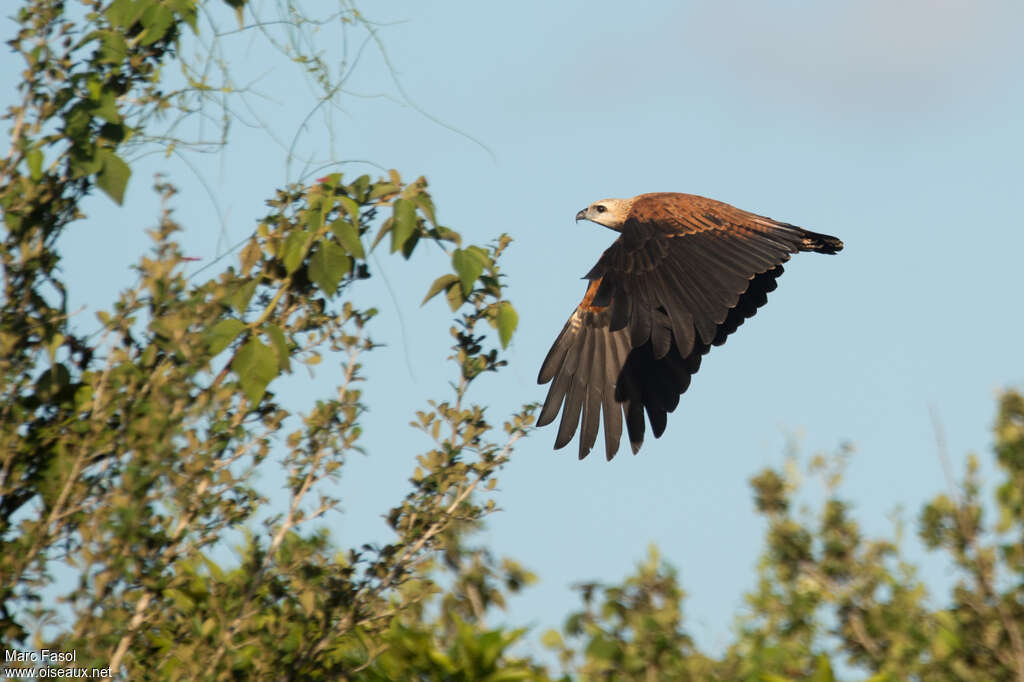 Black-collared Hawkadult, Flight