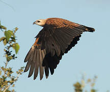 Black-collared Hawk