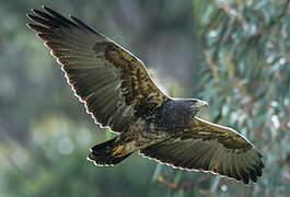 Black-chested Buzzard-Eagle