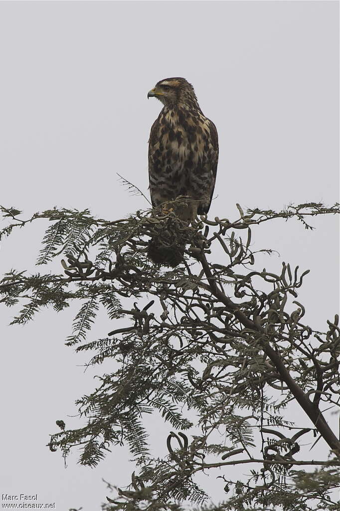 Harris's Hawkjuvenile, identification