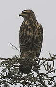 Harris's Hawk