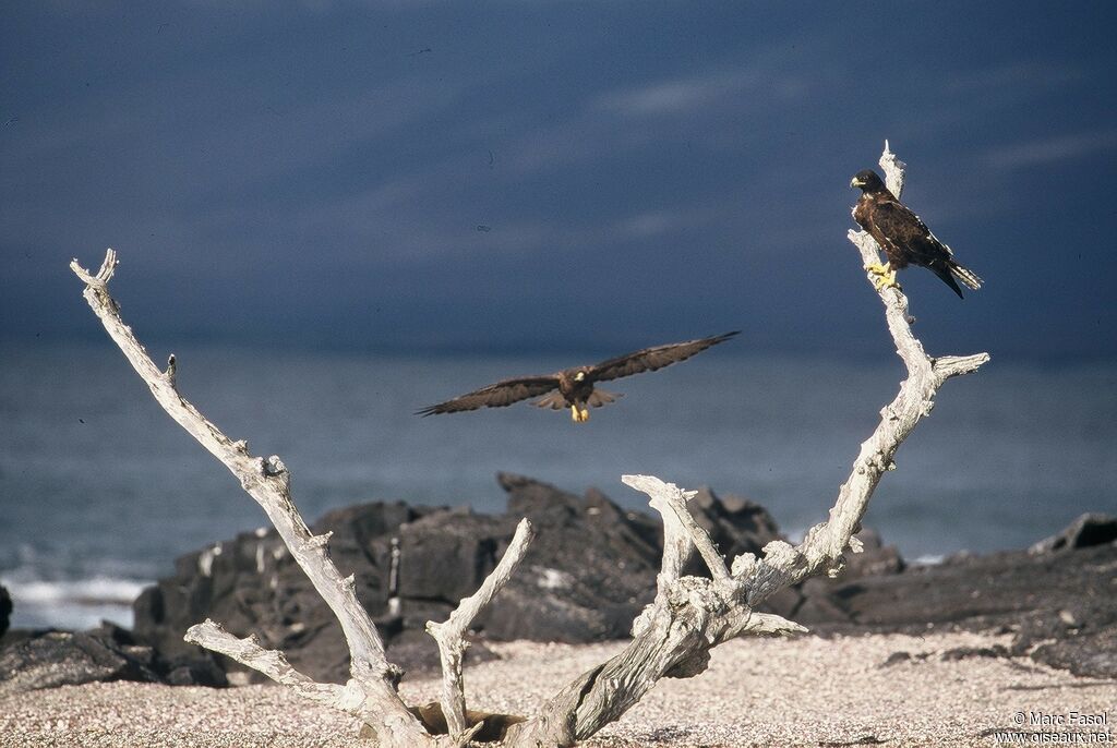 Galapagos Hawk adult, identification