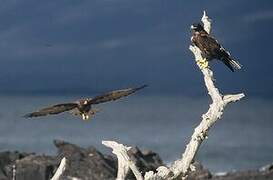 Galapagos Hawk