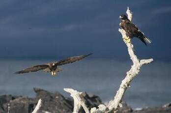 Buse des Galapagos