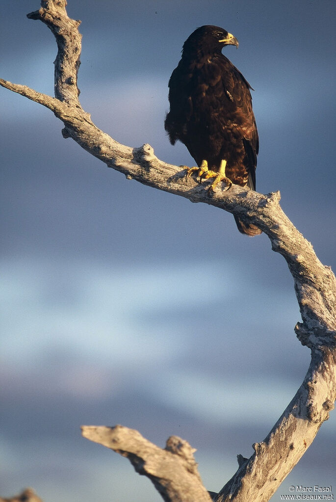 Galapagos Hawkadult, identification