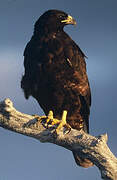 Galapagos Hawk