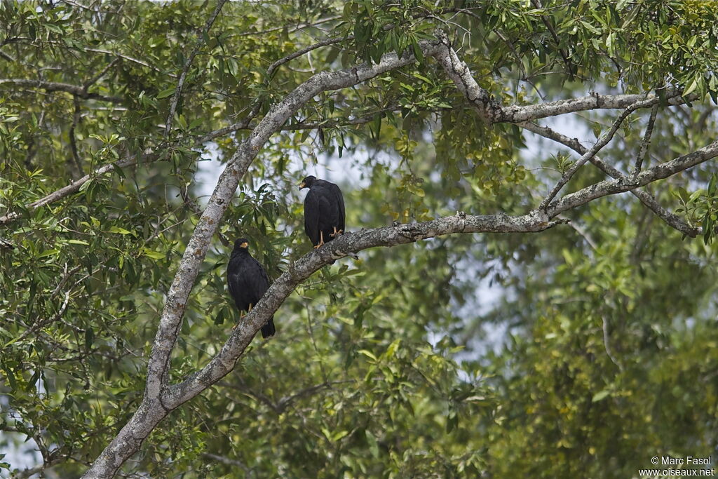 Buse des mangroves , identification