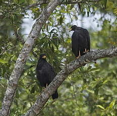 Buse des mangroves